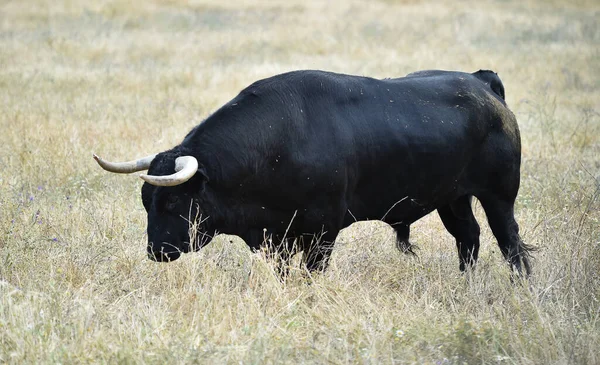 Spagnolo Potente Toro Con Grandi Corna Campo — Foto Stock