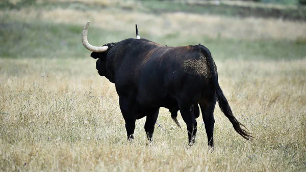 Spanyol Erős Bika Nagy Szarvakkal Mezőn — Stock Fotó