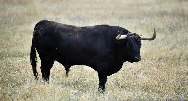 Spagnolo Potente Toro Con Grandi Corna Campo — Foto Stock