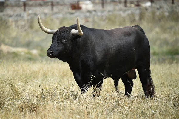 Español Poderoso Toro Con Grandes Cuernos Campo — Foto de Stock