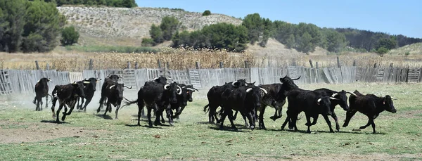 Grupa Krów Biegających Hiszpańskiej Hodowli Bydła — Zdjęcie stockowe