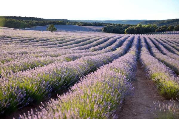 Campo Lavanda Spagna — Foto Stock