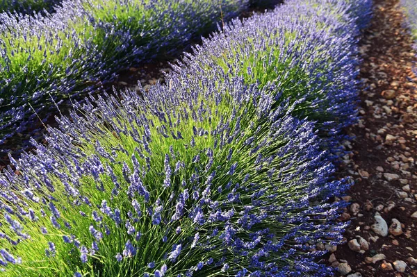 Campo Lavanda Spagna — Foto Stock