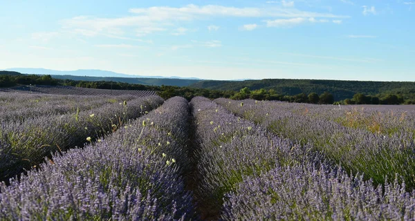 Campo Lavanda Espanha — Fotografia de Stock