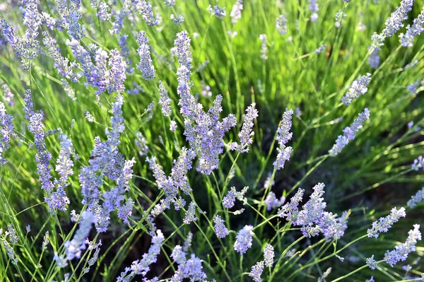 Campo Lavanda Spagna — Foto Stock