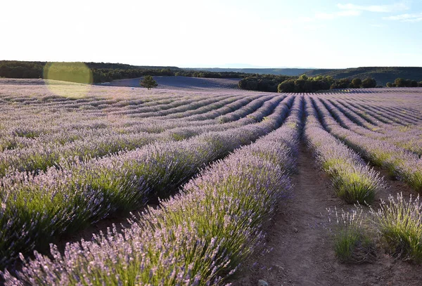 Lavender Field Spain — Stock Photo, Image