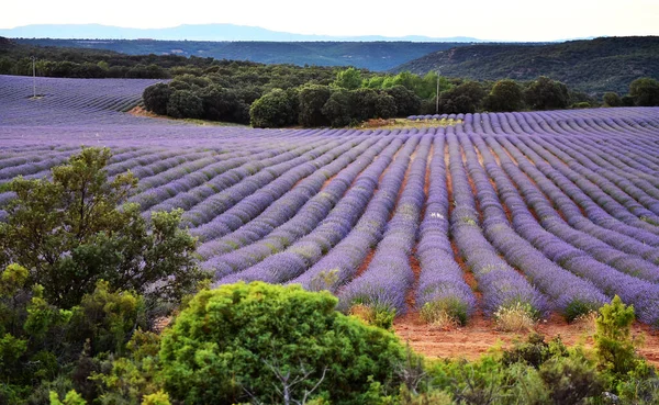 Ett Lavendelfält Spanien — Stockfoto
