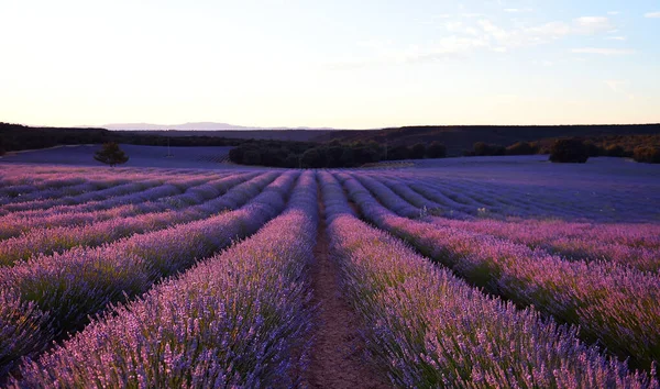 Campo Lavanda Spagna — Foto Stock