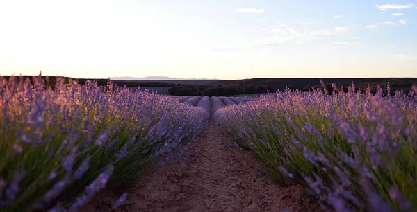 Campo Lavanda Spagna — Foto Stock