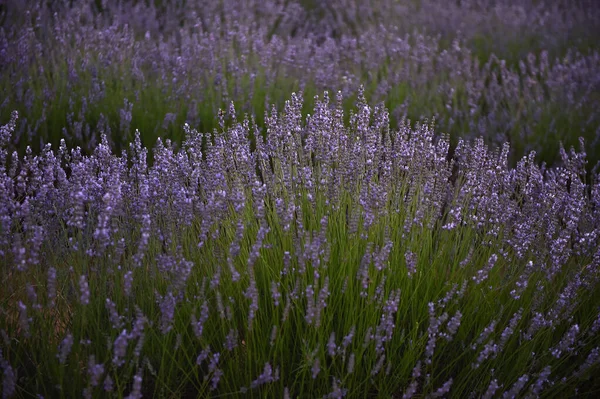 Campo Lavanda Sulla Spagna — Foto Stock