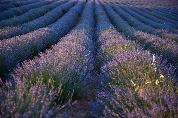 Campo Lavanda Sulla Spagna — Foto Stock