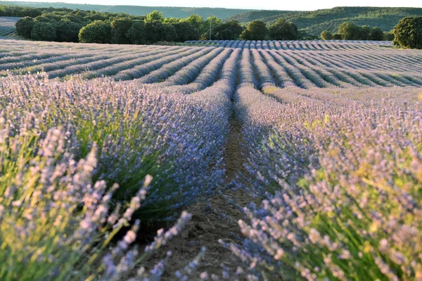 Campo Lavanda Sulla Spagna — Foto Stock