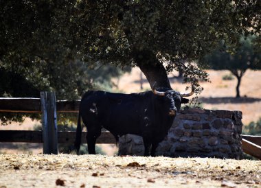 İspanya 'da büyüyen sığırlarda büyük boynuzları olan güçlü bir İspanyol boğası.