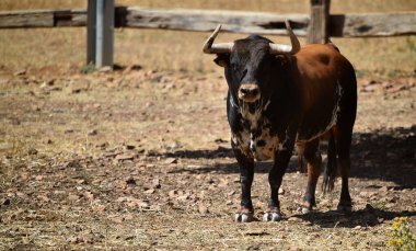 İspanya 'da büyüyen sığırlarda büyük boynuzları olan güçlü bir İspanyol boğası.