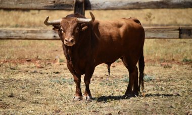 İspanya 'da büyüyen sığırlarda büyük boynuzları olan güçlü bir İspanyol boğası.