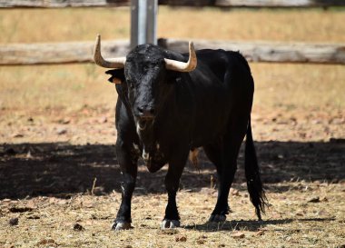 İspanya 'da büyüyen sığırlarda büyük boynuzları olan güçlü bir İspanyol boğası.
