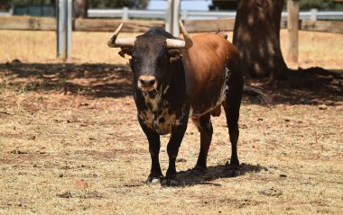 İspanya 'da büyüyen sığırlarda büyük boynuzları olan güçlü bir İspanyol boğası.