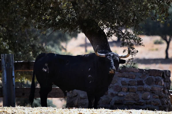 Egy Spanyol Erős Bika Nagy Szarvú Szarvasmarha Nevelés Spanyolországban — Stock Fotó