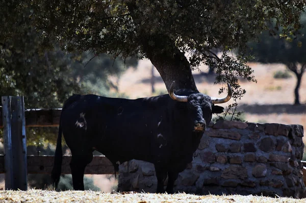 スペインで飼育されている牛に大きな角を持つスペインの強い雄牛 — ストック写真