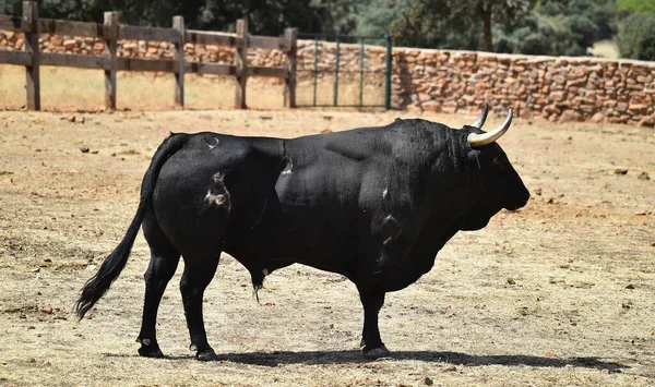 Toro Forte Spagnolo Con Grandi Corna Sul Bestiame Allevato Spagna — Foto Stock