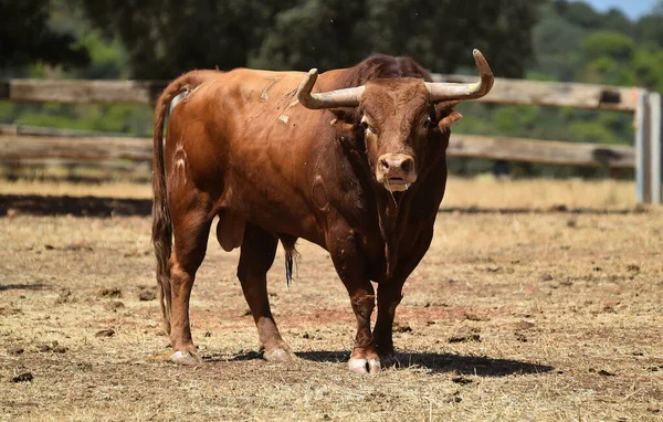 Ένας Ισπανός Δυνατός Ταύρος Μεγάλα Κέρατα Στην Εκτροφή Βοοειδών Στην — Φωτογραφία Αρχείου