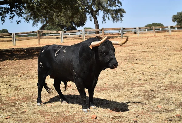 Banteng Kuat Spanyol Dengan Tanduk Besar Pada Ternak Membesarkan Spanyol — Stok Foto