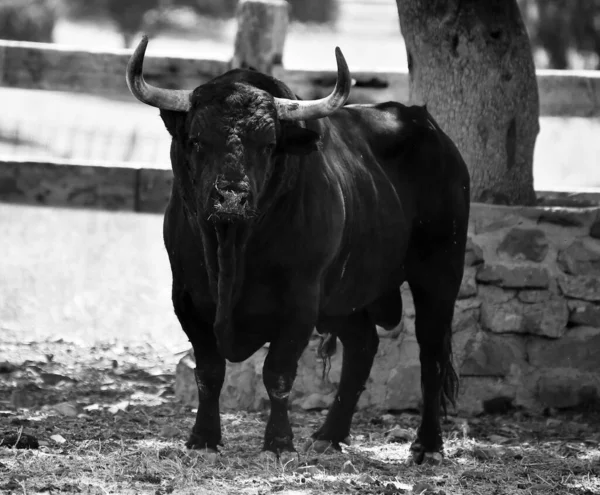 Spanish Strong Bull Big Horns Cattle Raising Spain — Stock Photo, Image