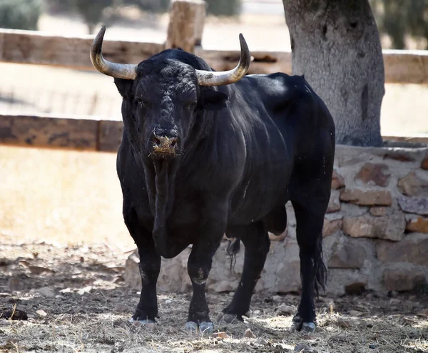 Egy Spanyol Erős Bika Nagy Szarvú Szarvasmarha Nevelés Spanyolországban — Stock Fotó