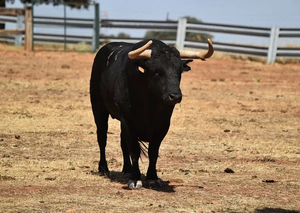 Ein Spanischer Starker Stier Mit Großen Hörnern Auf Der Rinderzucht — Stockfoto
