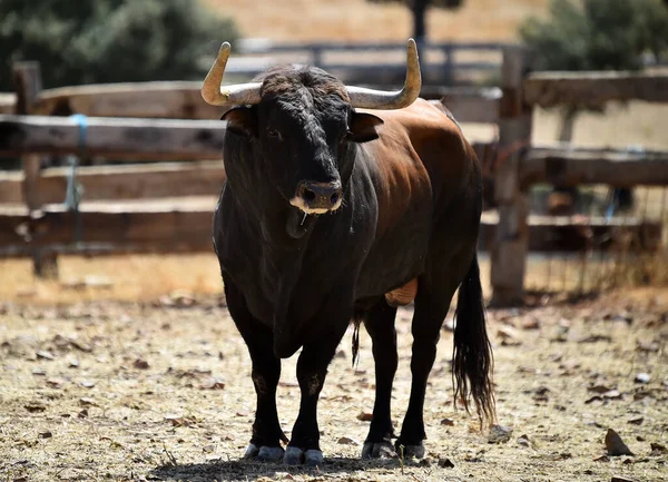 一种西班牙的强壮公牛 牛角很大 以尖叫声饲养牛 — 图库照片