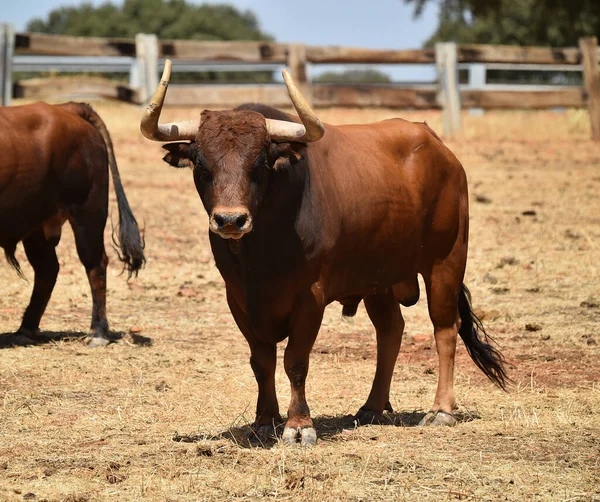 Een Spaanse Sterke Stier Met Grote Hoorns Veeteelt Spanje — Stockfoto