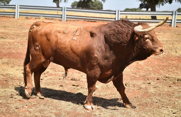 Toro Forte Spagnolo Con Grandi Corna Sul Bestiame Allevato Spagna — Foto Stock