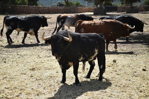 スペインで飼育されている牛に大きな角を持つスペインの強い雄牛 — ストック写真