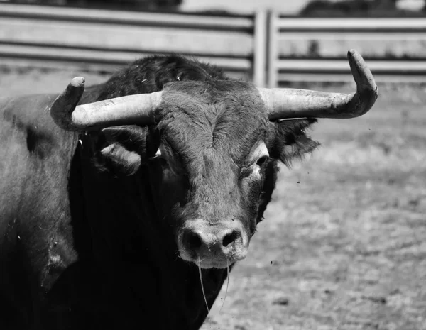 Spanya Büyüyen Sığırlarda Büyük Boynuzları Olan Güçlü Bir Spanyol Boğası — Stok fotoğraf