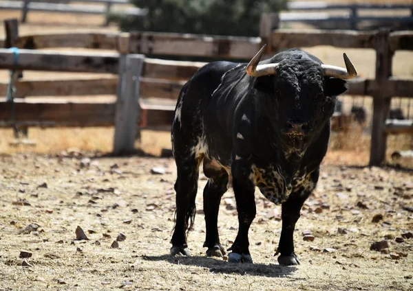 Ein Spanischer Starker Stier Mit Großen Hörnern Auf Der Rinderzucht — Stockfoto