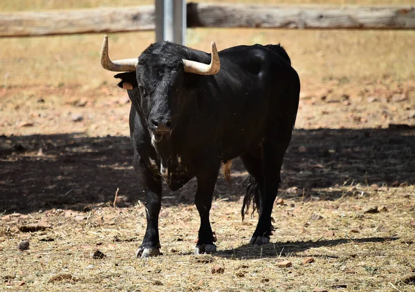 Ein Spanischer Starker Stier Mit Großen Hörnern Auf Der Rinderzucht — Stockfoto