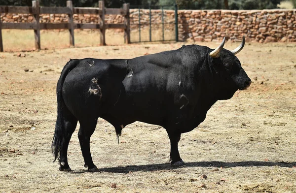 Taureau Fort Espagnol Avec Grandes Cornes Sur Élevage Bétail Espagne — Photo