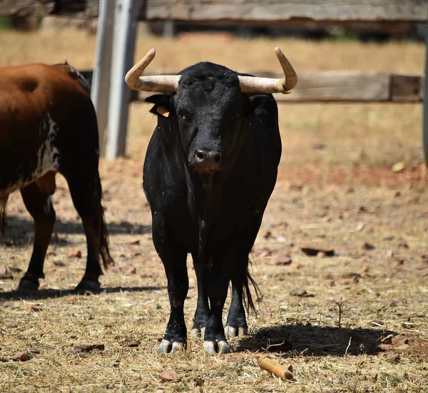 Ein Spanischer Starker Stier Mit Großen Hörnern Auf Der Rinderzucht — Stockfoto