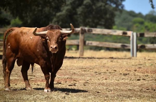 Toro Fuerte Español Con Cuernos Grandes Cría Ganado España —  Fotos de Stock