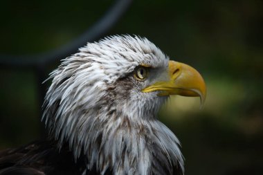 Bir Amerikan kel kartalı.