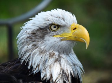 Bir Amerikan kel kartalı.