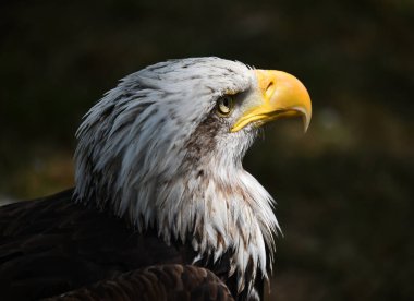 Bir Amerikan kel kartalı.