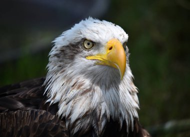 Bir Amerikan kel kartalı.
