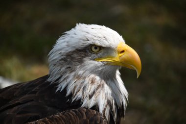 Bir Amerikan kel kartalı.