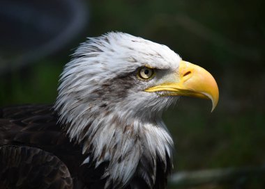 Bir Amerikan kel kartalı.