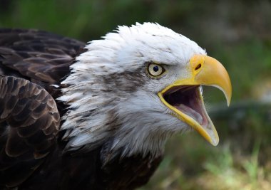 Bir Amerikan kel kartalı.