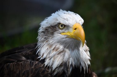 Bir Amerikan kel kartalı.