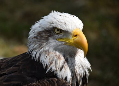 Bir Amerikan kel kartalı.