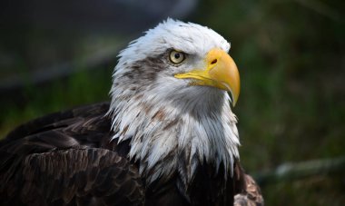 Bir Amerikan kel kartalı.