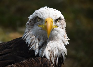 Bir Amerikan kel kartalı.